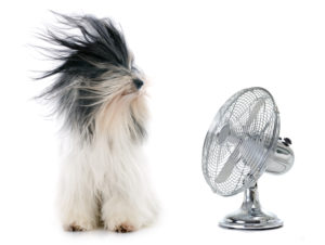 dog in front of a fan